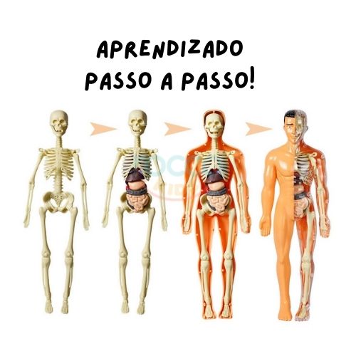 Corpo Humano Interativo